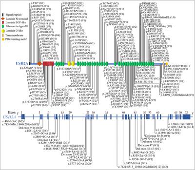 Novel compound heterozygous variants in the USH2A gene associated with autosomal recessive retinitis pigmentosa without hearing loss